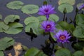 Purple Water Lilies in Rain Royalty Free Stock Photo