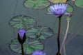 Purple water lilies rising above the water and reaching to the sun Royalty Free Stock Photo