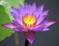 Purple water lilly Royalty Free Stock Photo