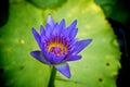 Purple Water Lilly Royalty Free Stock Photo