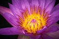 Purple water lilly Royalty Free Stock Photo