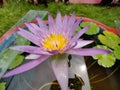 Purple Water Lilly flower in the tank Royalty Free Stock Photo