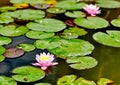 Purple water lilly Royalty Free Stock Photo