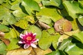 Purple water lilly on the wild pond Royalty Free Stock Photo