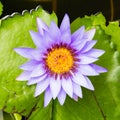 Purple water lilly Royalty Free Stock Photo
