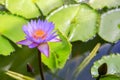 Purple Water Lilly in the pond of Wellington botanical garden Royalty Free Stock Photo