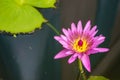 Purple water lilly on water background with leaves