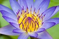 Purple water lily Royalty Free Stock Photo