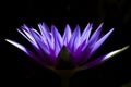 Purple water lily Royalty Free Stock Photo