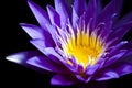 Purple water lily Royalty Free Stock Photo