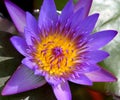 Purple Water Lily Royalty Free Stock Photo