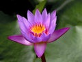 Purple Water Lily