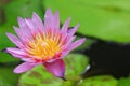 Purple water lily