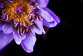 Purple water lily bloom on black background. Royalty Free Stock Photo