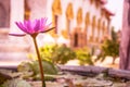 Purple water lily is blooming and outstanding in pound and blurred the temple on background, side view horizontal. Royalty Free Stock Photo