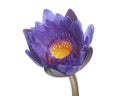 Purple water lily, Blooming water lily flower isolated on white background, with clipping path Royalty Free Stock Photo