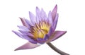 Purple water lily, Blooming water lily flower isolated on white background, with clipping path Royalty Free Stock Photo