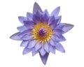 Purple water lily, Blooming water lily flower isolated on white background, with clipping path Royalty Free Stock Photo