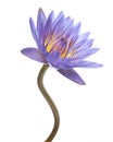 Purple water lily, Blooming water lily flower isolated on white background, with clipping path Royalty Free Stock Photo