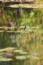 Purple Water Lily Blossom And Lilypads In North Georgia Pond