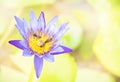 Purple water lily on blurred soft green background. A group of bees sucking nectar from the lotus pollen