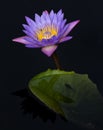 Purple Water Lily and fish