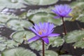 Purple water lily flower on a background of leaves in the water Royalty Free Stock Photo