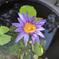 Purple water lily flower blooming in a small basin