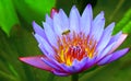 Purple water lily flower and a bumble bee Royalty Free Stock Photo