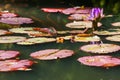 Purple Water Lily Flower And Lilypads In North Georgia Pond