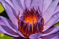 purple water lily flower macro with orange flower core Royalty Free Stock Photo