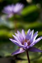 Purple water lily found in a garden.