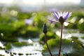 Purple water lily found in a garden.