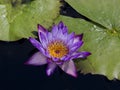 Purple Water Lily