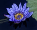 Purple Water Lily