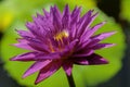 A purple water lily in green background