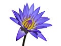 Purple Water Lily Isolated Royalty Free Stock Photo