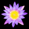 Purple water lily Royalty Free Stock Photo