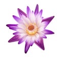 Purple water lily isolated on white background Royalty Free Stock Photo