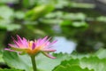 Purple water lily with green leaves Royalty Free Stock Photo
