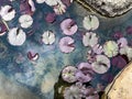 Purple water lily leaves floating on a pond with pepples at the bottom Royalty Free Stock Photo