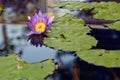 Purple water lily on lilypads in a pond in Java Royalty Free Stock Photo