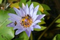 Purple water lily lotus flower with bees swarm Royalty Free Stock Photo