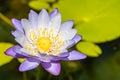 Purple water lily or lotus flower