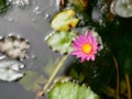 Purple Water Lily, Lotus flower blossom , close up Royalty Free Stock Photo