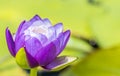 Purple water lily or lotus flower.
