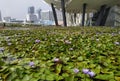 Purple water lily, lotus flowers at marina Bay, Singapore Royalty Free Stock Photo