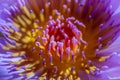 Purple Water Lily in Macro Royalty Free Stock Photo