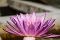 Purple water lily Royalty Free Stock Photo