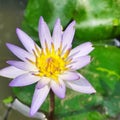 Purple Water Lily Nymphaeceae